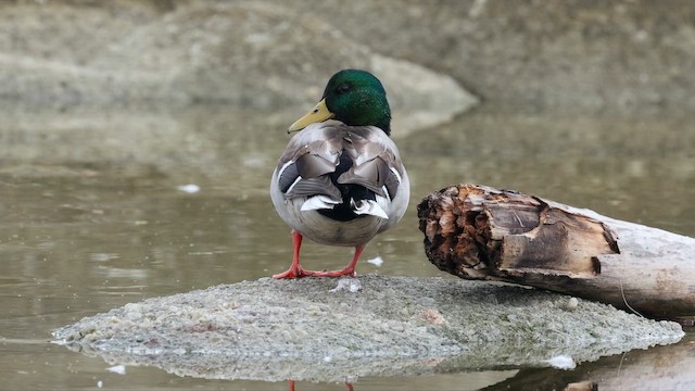 Mallard - ML642670791