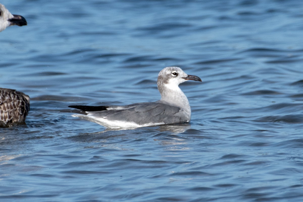 Laughing Gull - ML642670804
