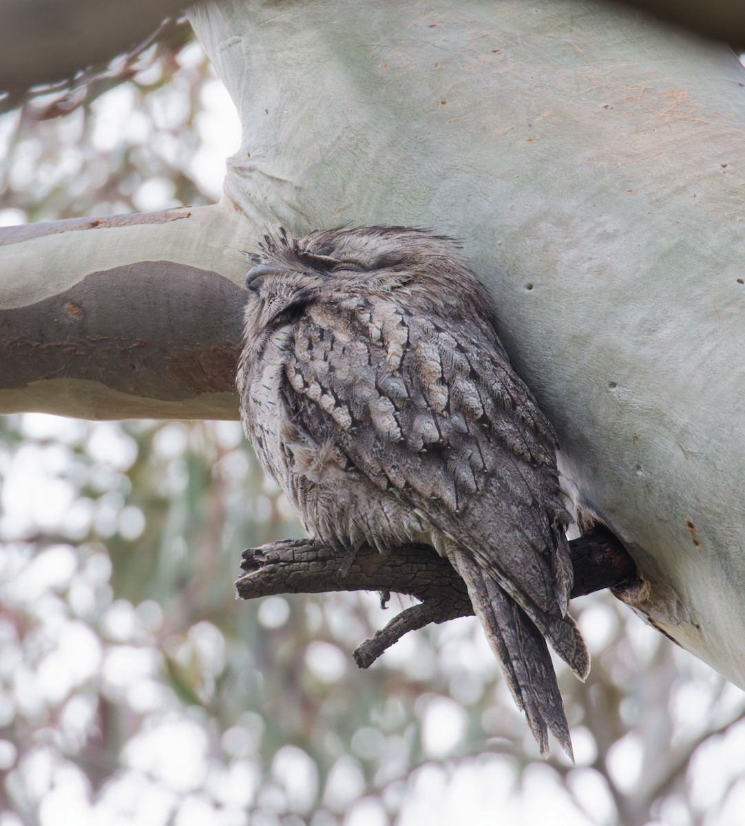 Tawny Frogmouth - ML642670824