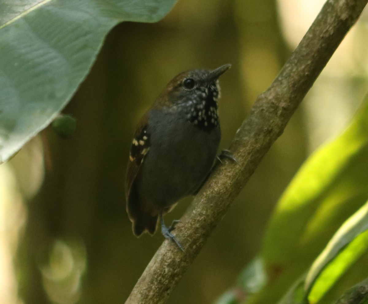 Star-throated Antwren - ML642670825