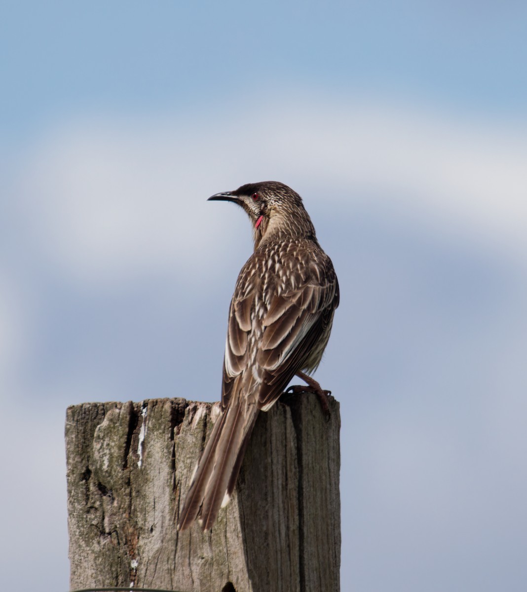 Red Wattlebird - ML642670833