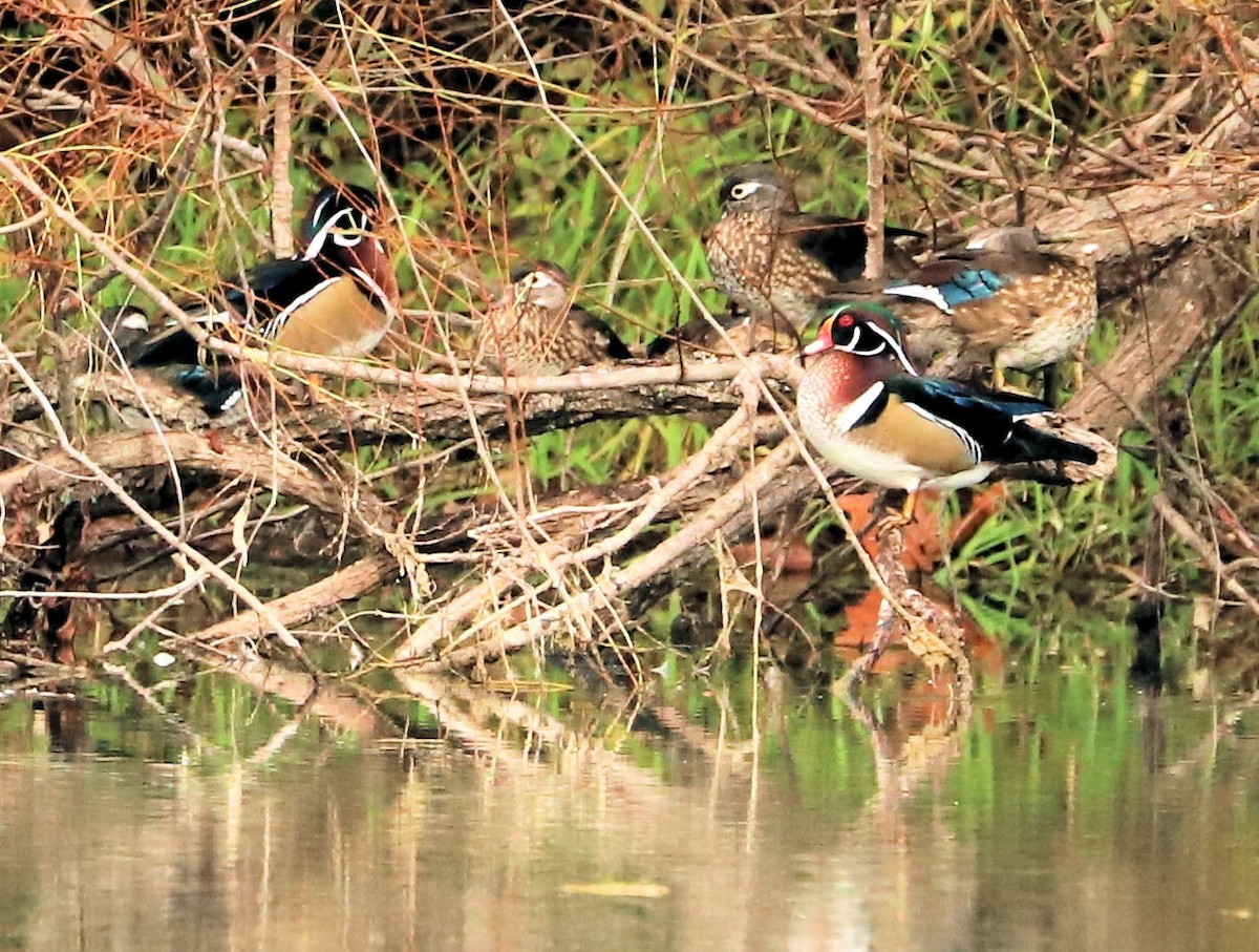 Wood Duck - ML642670837
