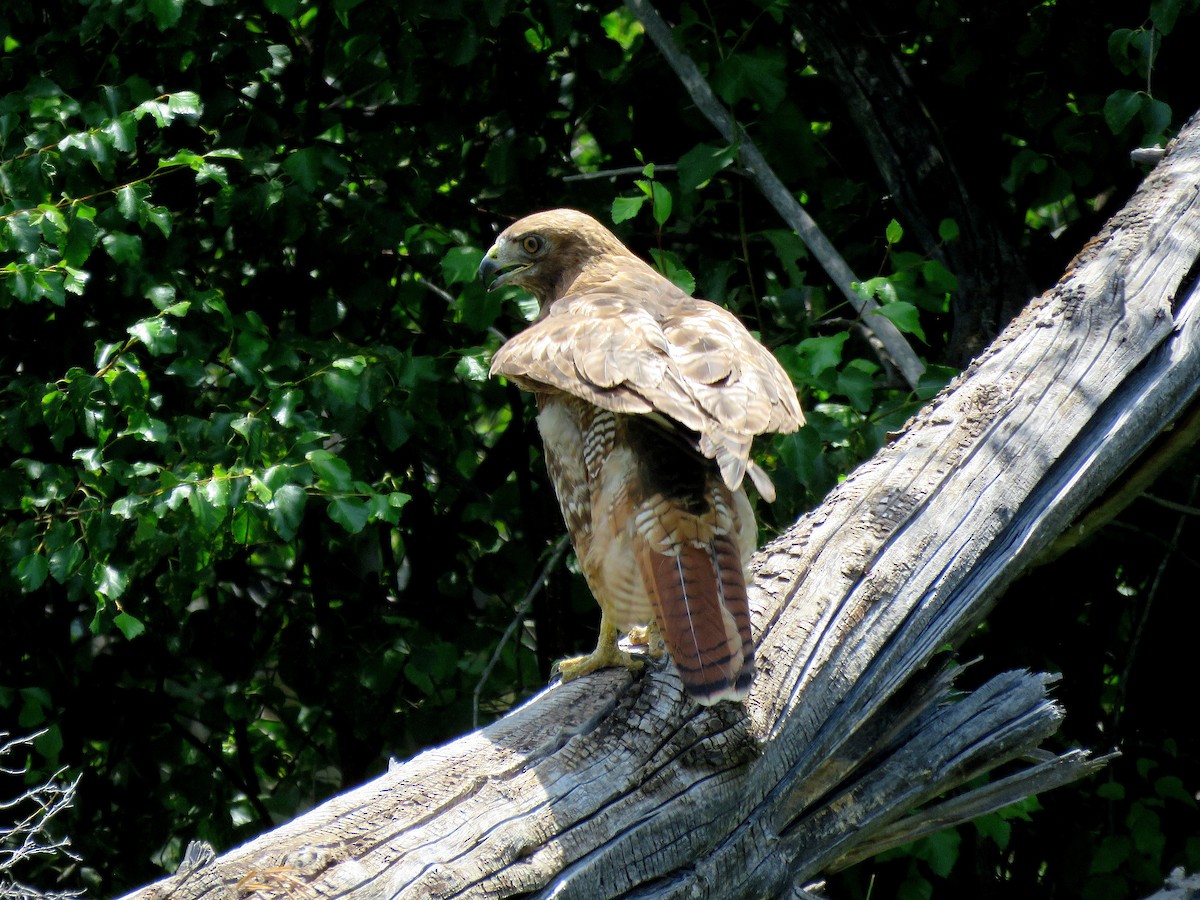 Red-tailed Hawk - ML642670838