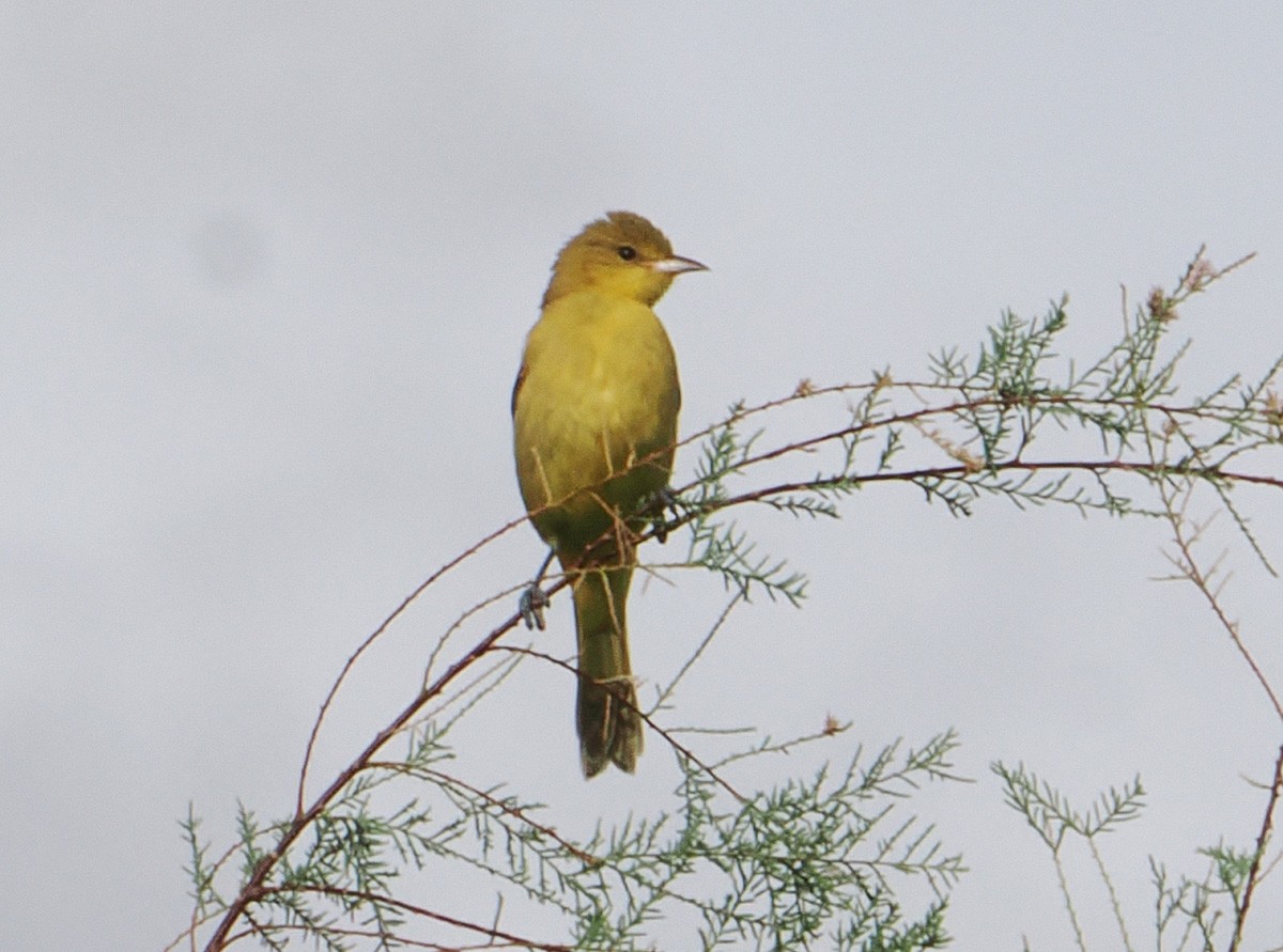 Orchard Oriole - ML642670857