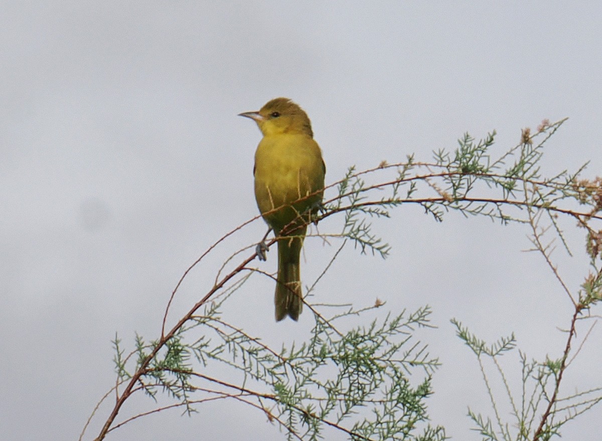 Orchard Oriole - ML642670858