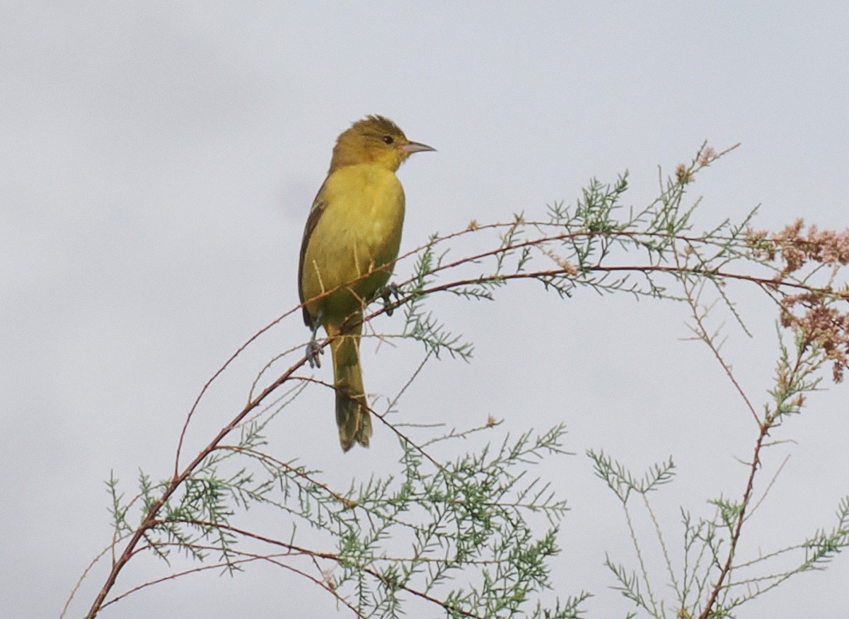 Orchard Oriole - ML642670859