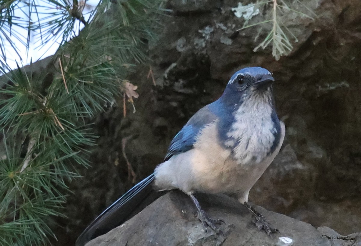 California Scrub-Jay - ML642670882