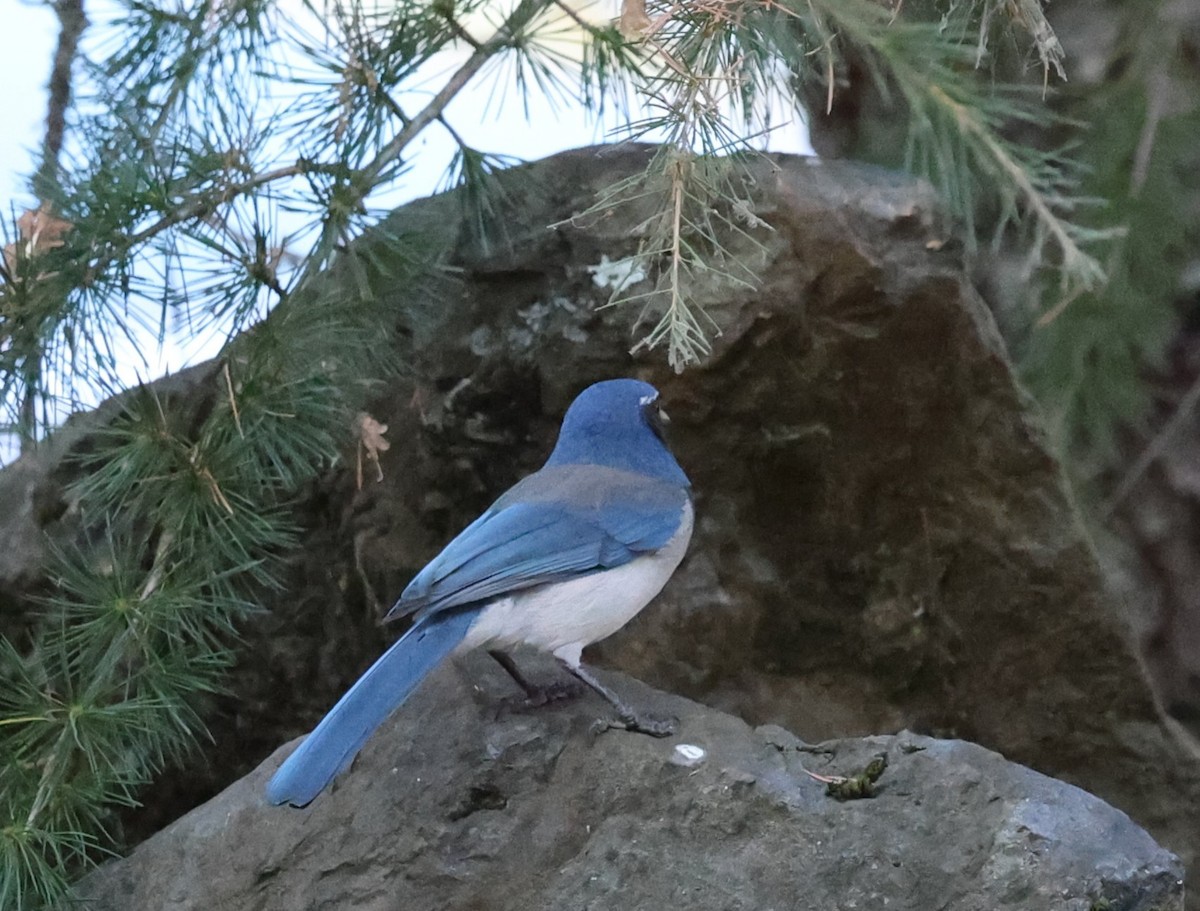 California Scrub-Jay - ML642670883