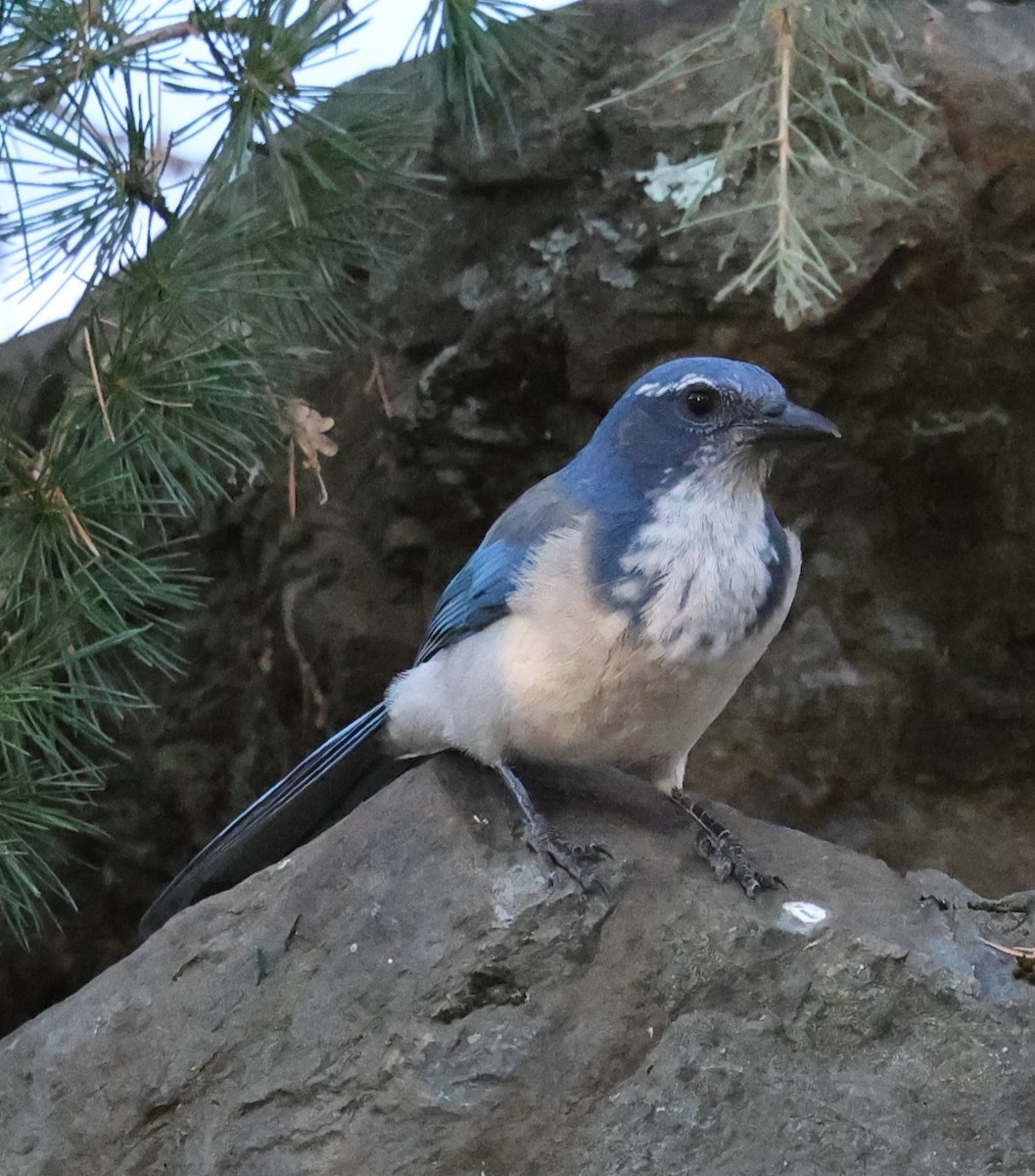 California Scrub-Jay - ML642670884