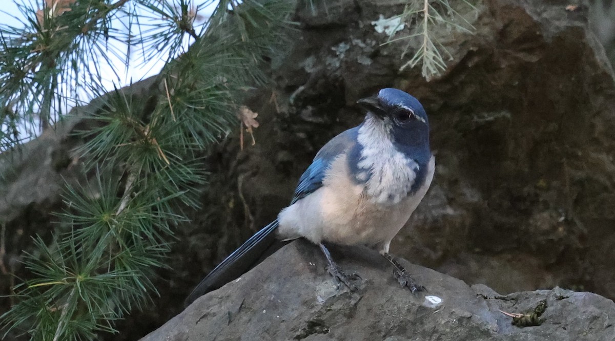 California Scrub-Jay - ML642670885