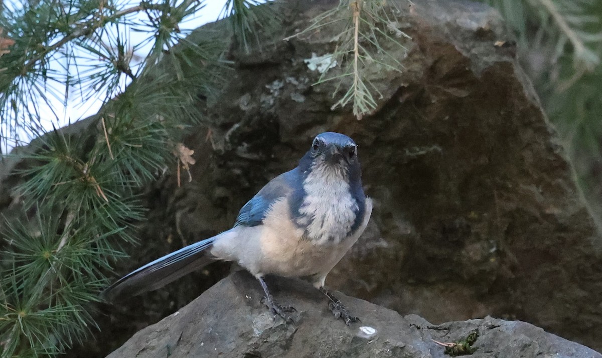 California Scrub-Jay - ML642670886