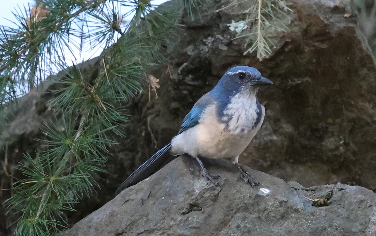California Scrub-Jay - ML642670887