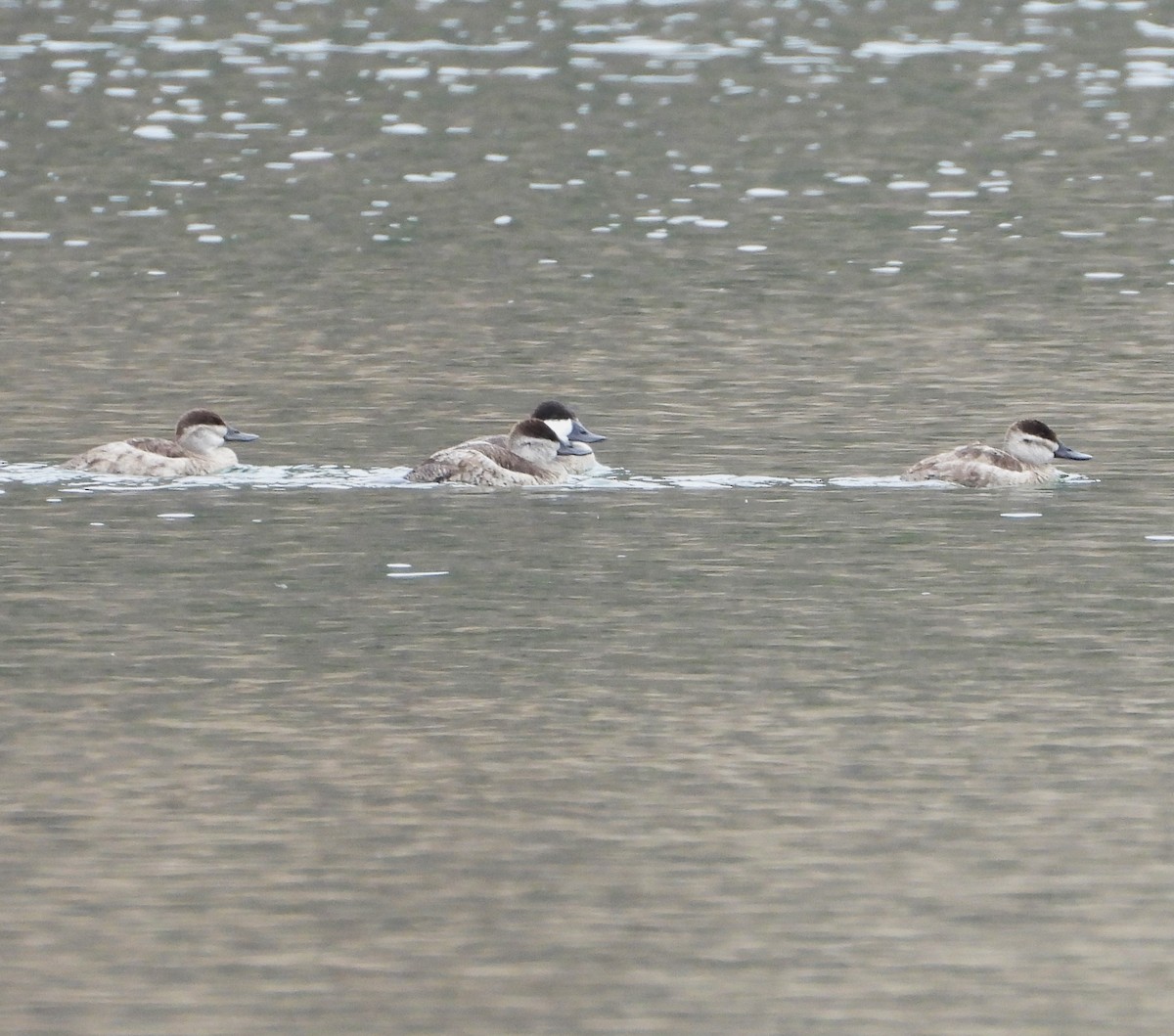 Ruddy Duck - ML642670890