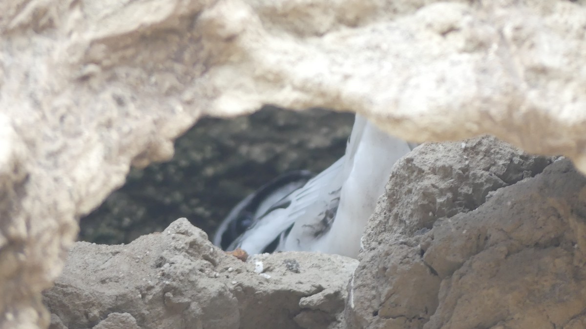 Red-billed Tropicbird - ML642670893