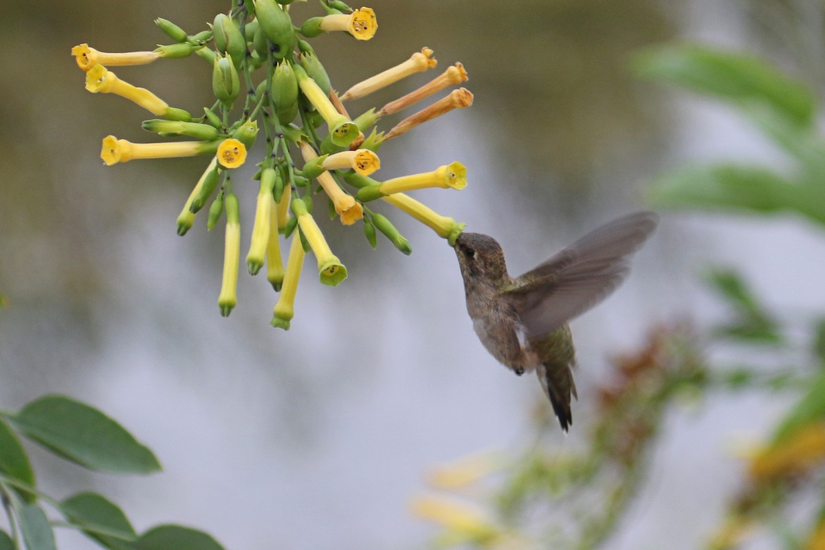 Colibri à gorge noire - ML642670899