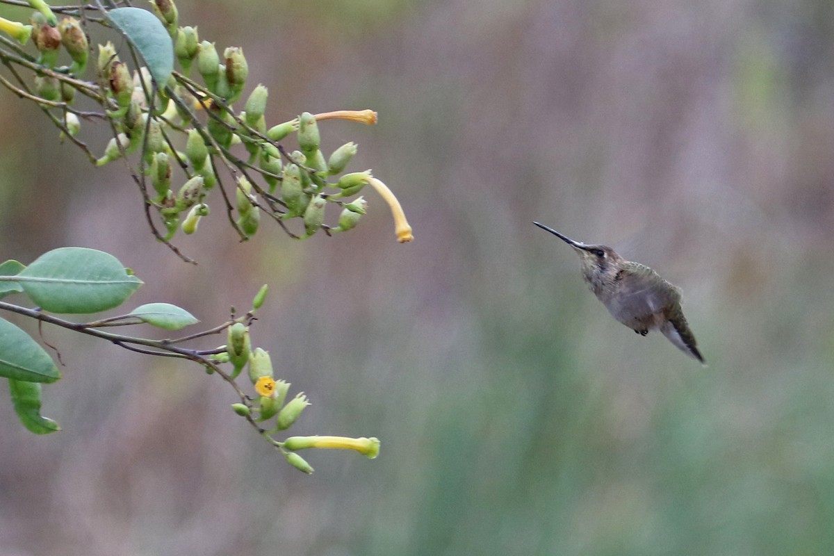 Colibri à gorge noire - ML642670905