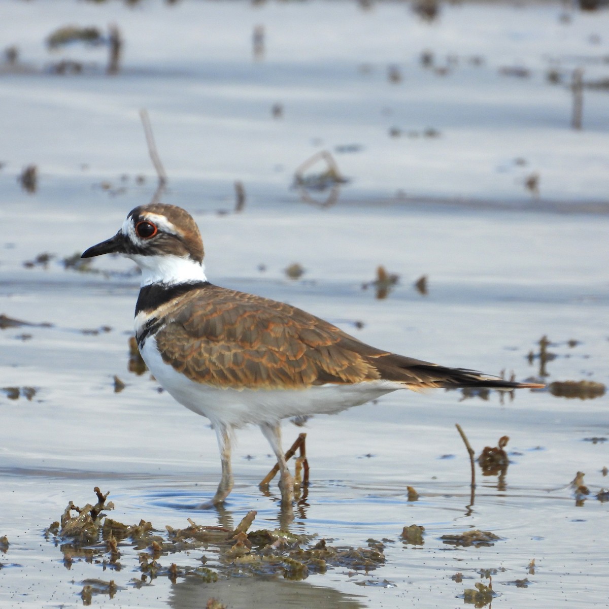 Killdeer - ML642670914