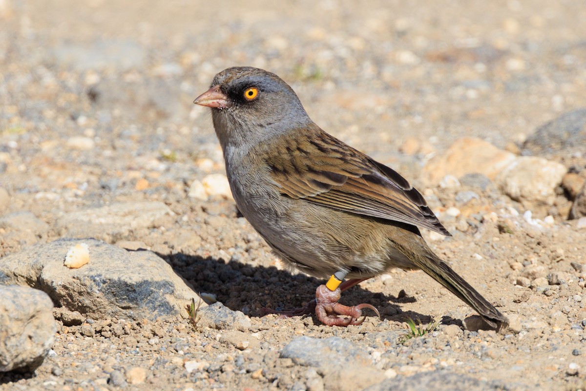 Volcano Junco - ML642670917