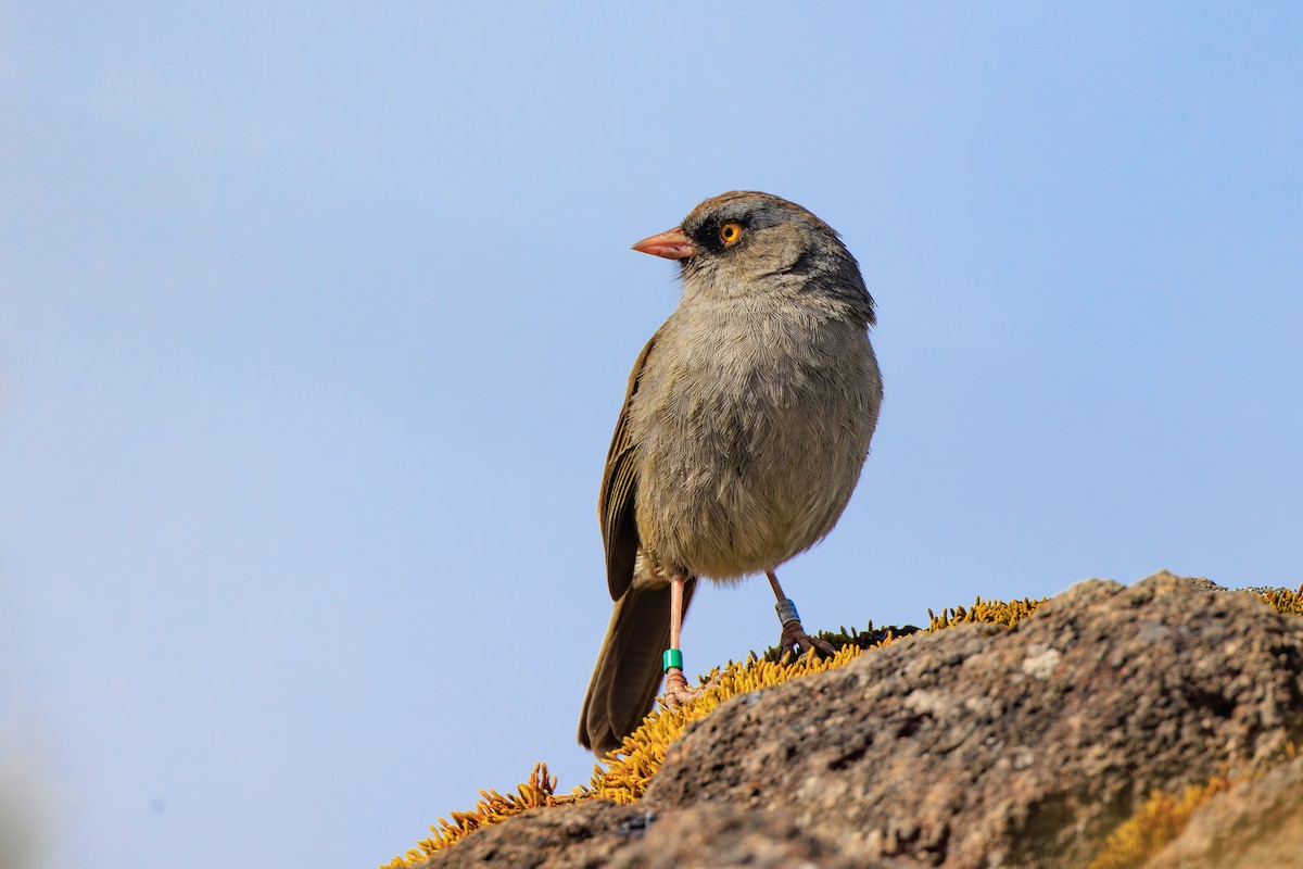 Volcano Junco - ML642670922