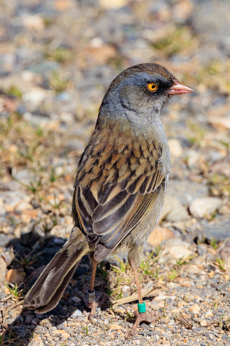 Volcano Junco - ML642670923