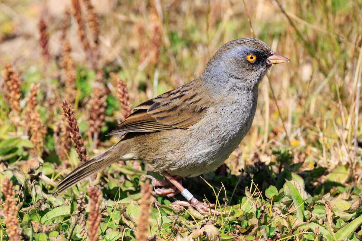 Volcano Junco - ML642670924
