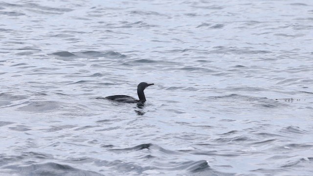 Cormoran de Brandt - ML642670925