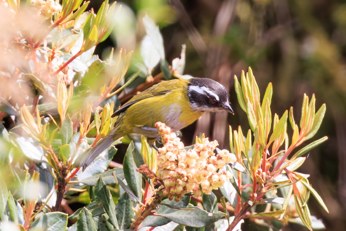 Sooty-capped Chlorospingus - ML642670934