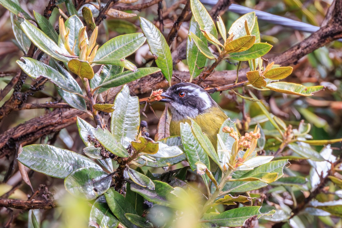 Sooty-capped Chlorospingus - ML642670935