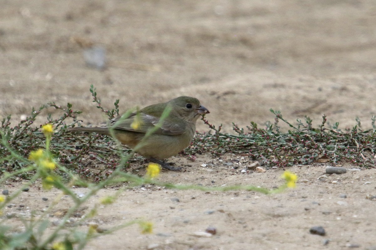 Passerin nonpareil - ML642670937