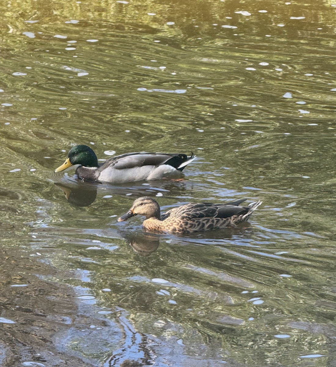 Mallard - ML642670939