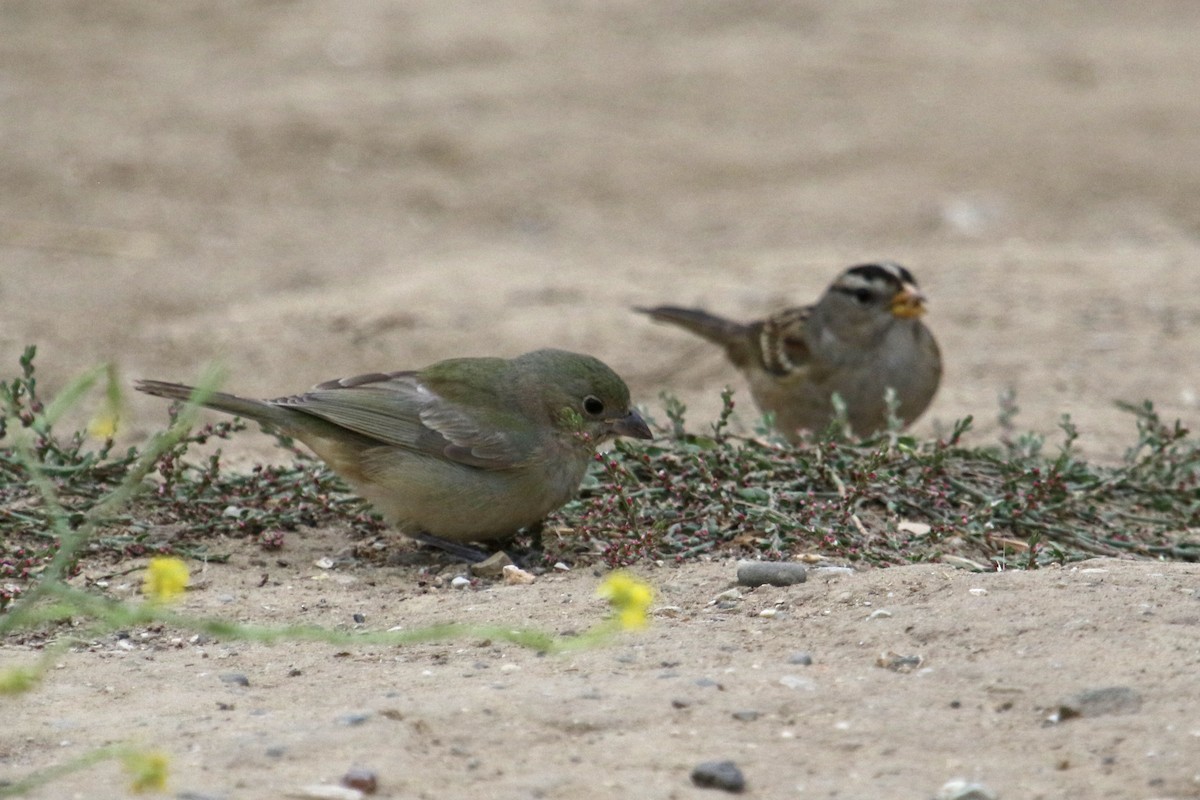 Passerin nonpareil - ML642670941