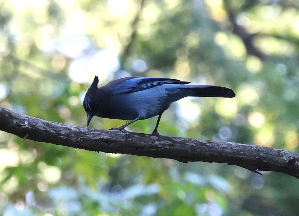 Steller's Jay - ML642670944