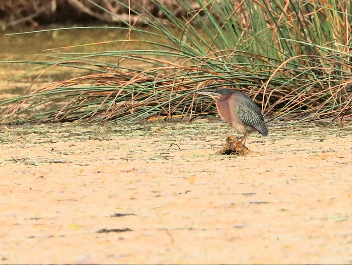 Green Heron - ML642670945