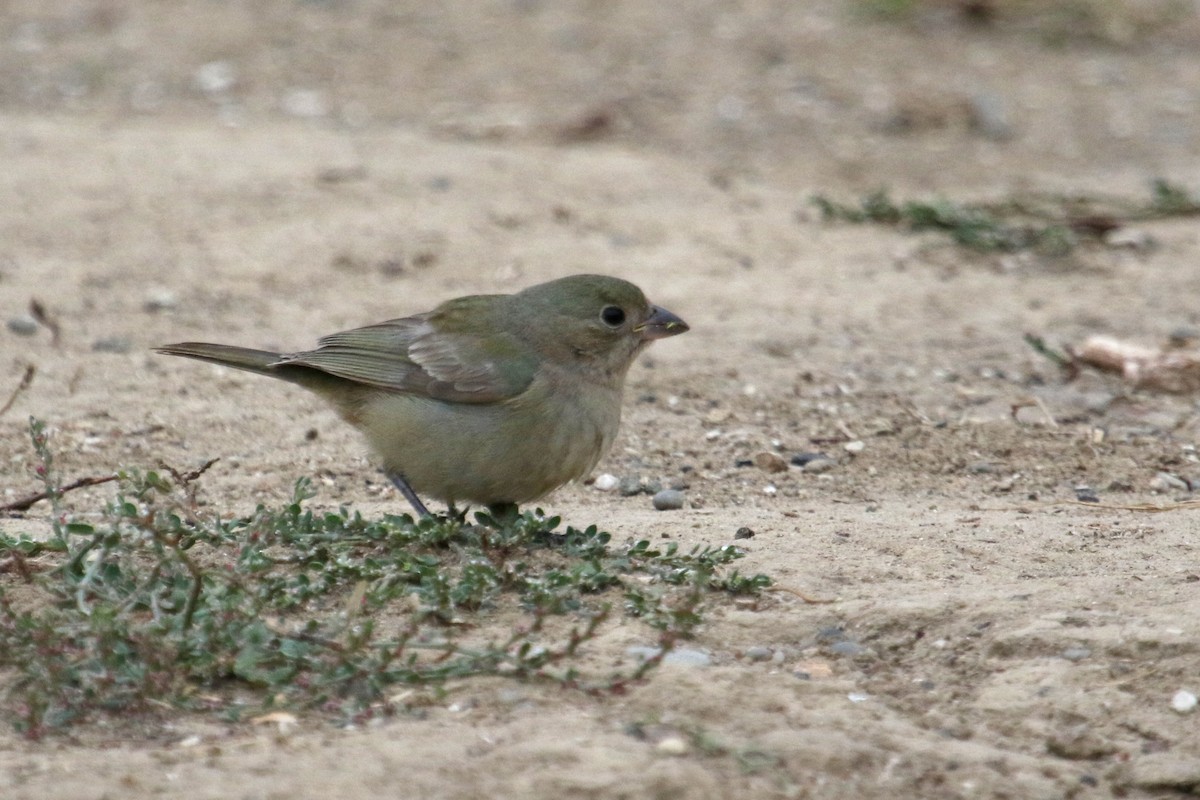 Passerin nonpareil - ML642670948