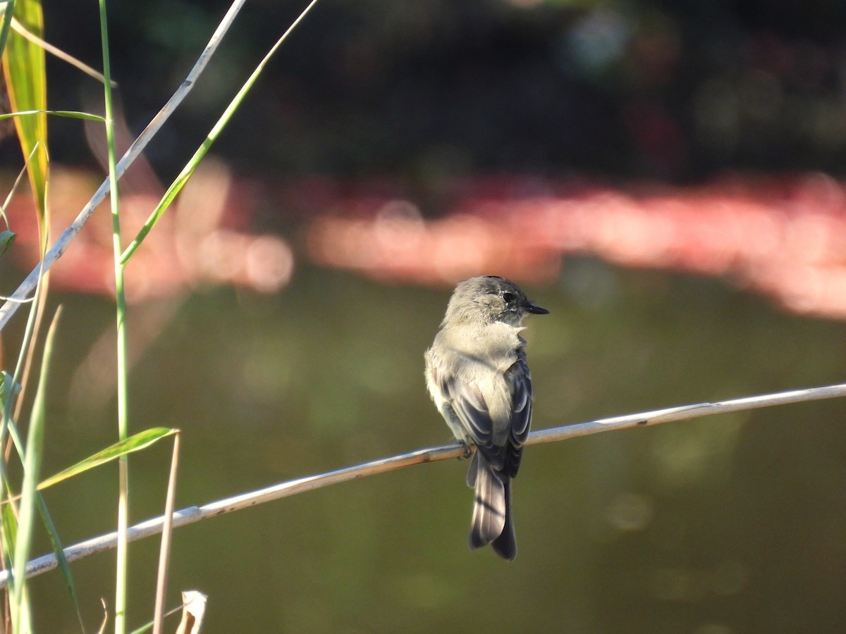 Eastern Phoebe - ML642670952