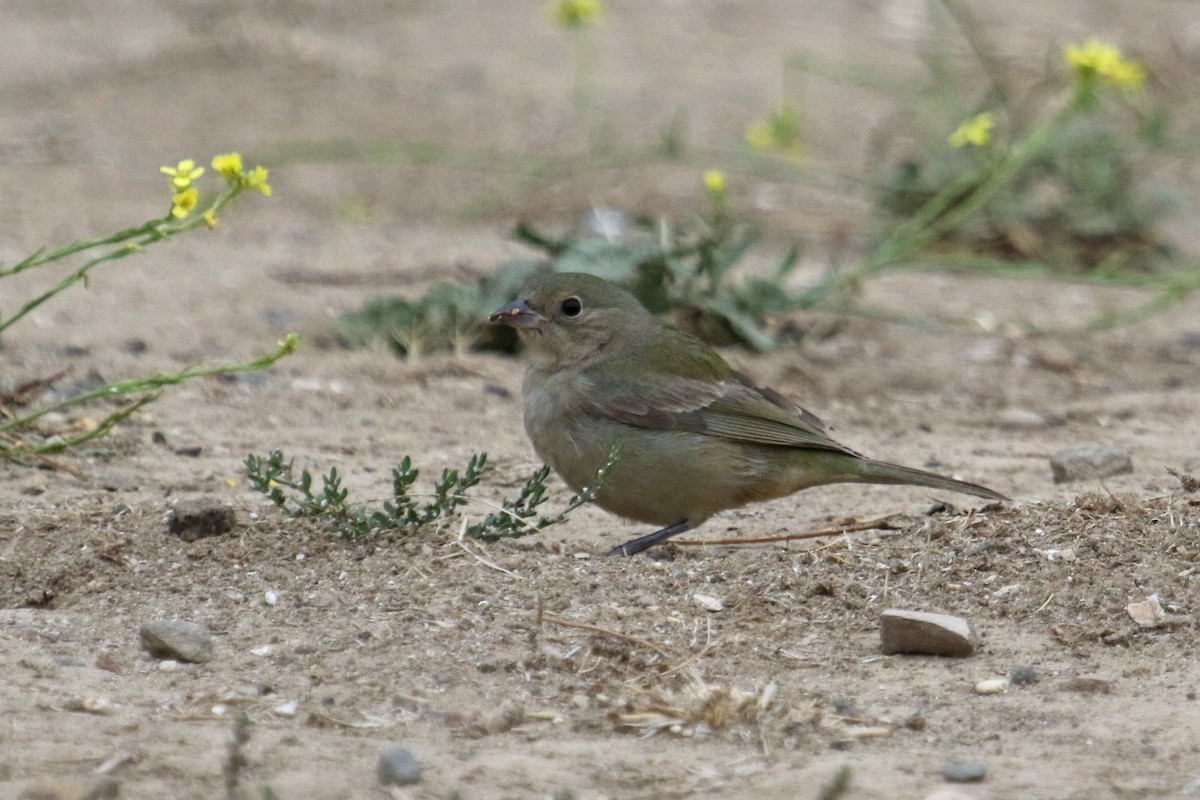 Passerin nonpareil - ML642670953