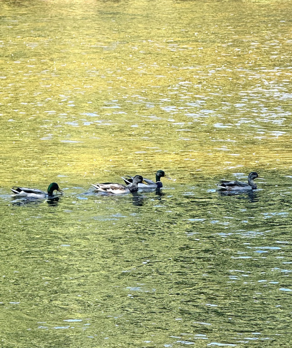 Mallard - ML642670956
