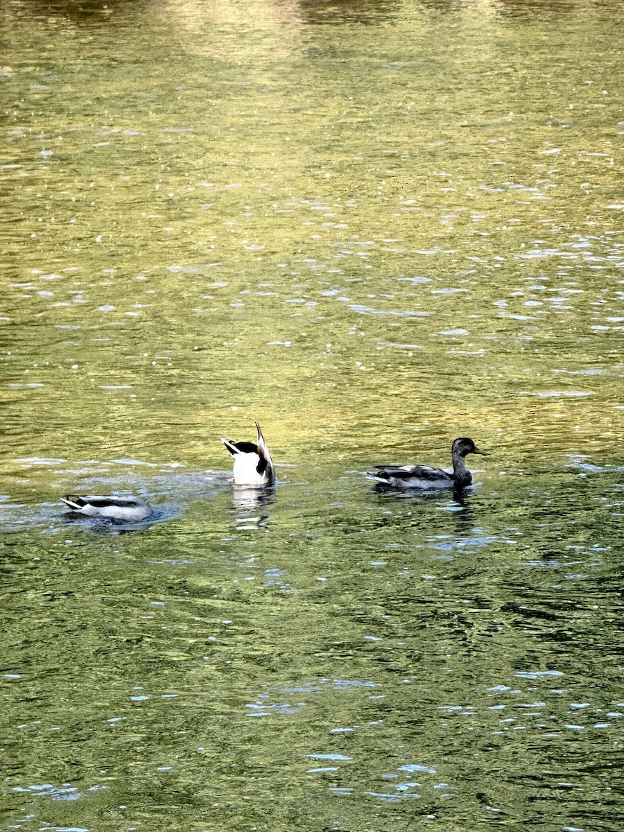 Mallard - ML642670957