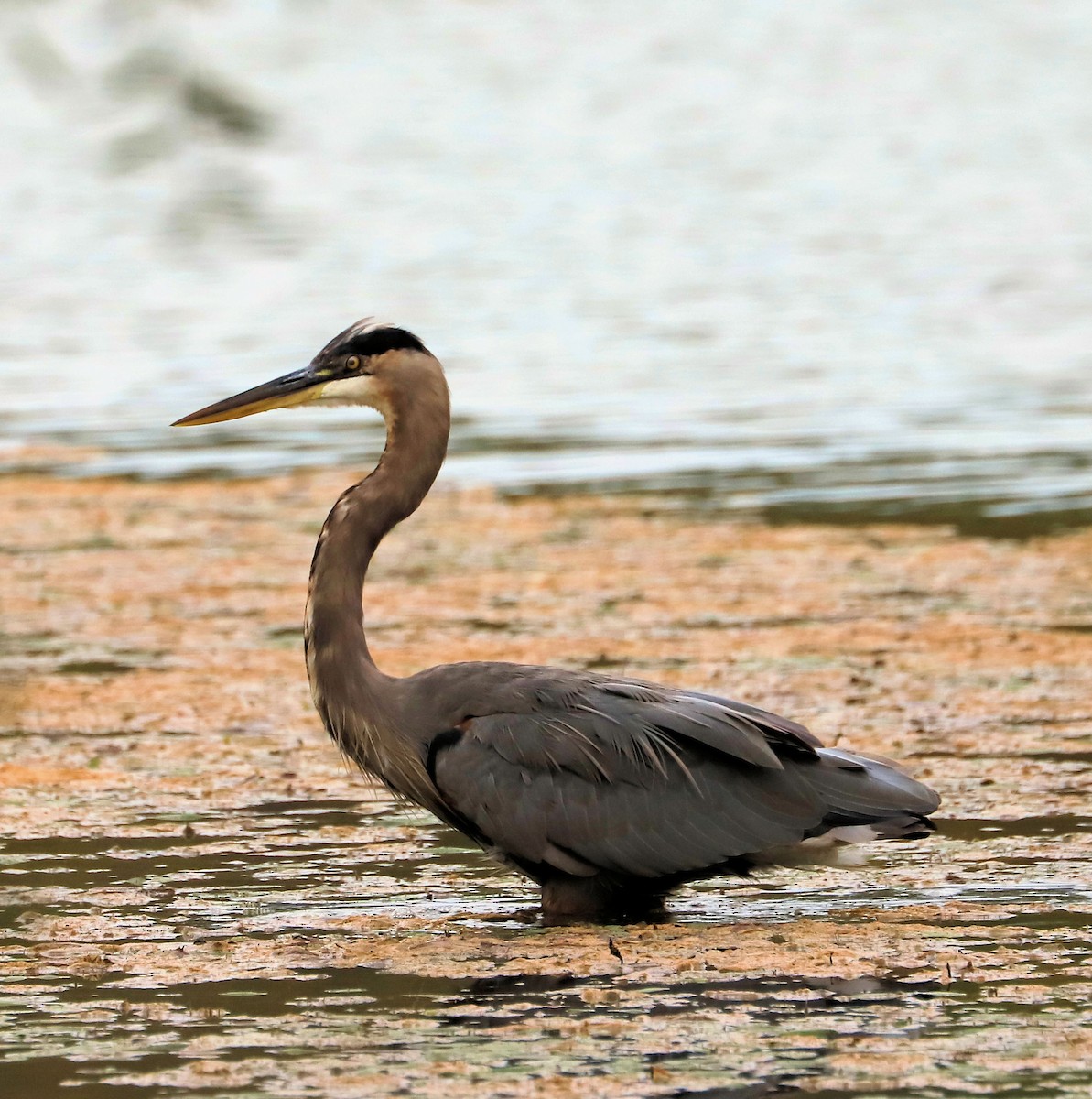 Great Blue Heron - ML642670971