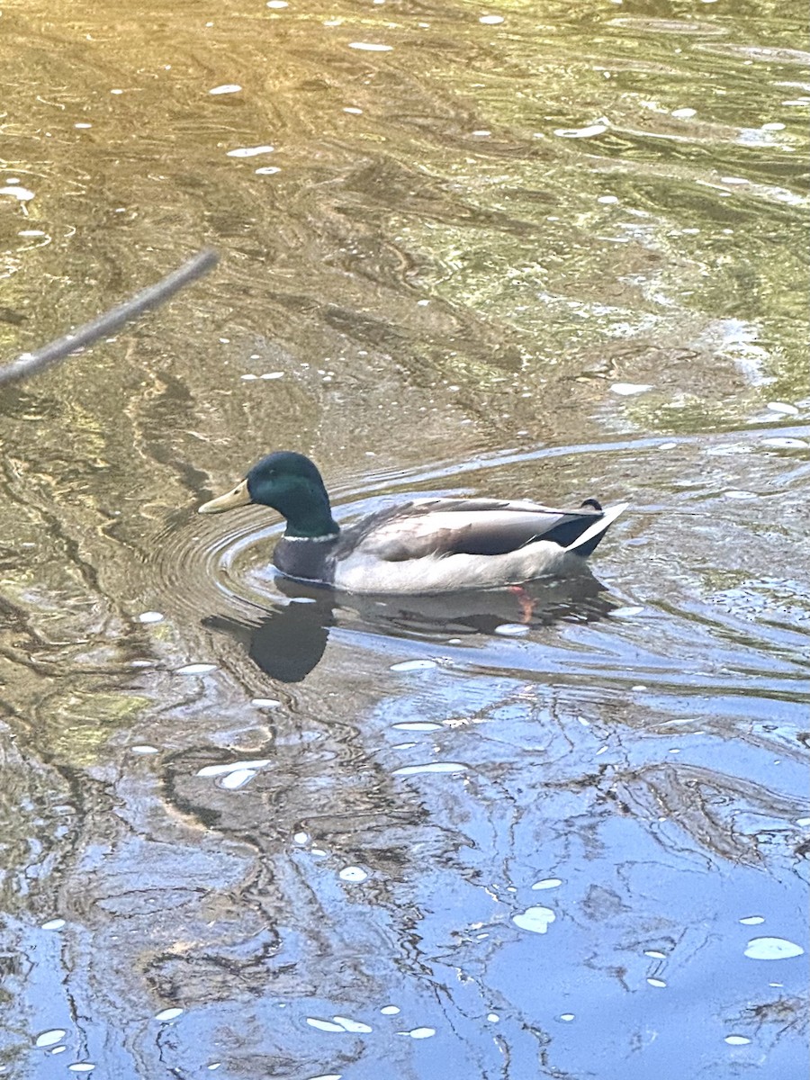 Mallard - ML642670979