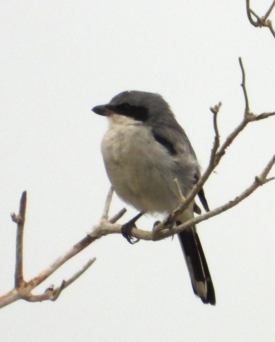 Pie-grièche migratrice - ML642670988