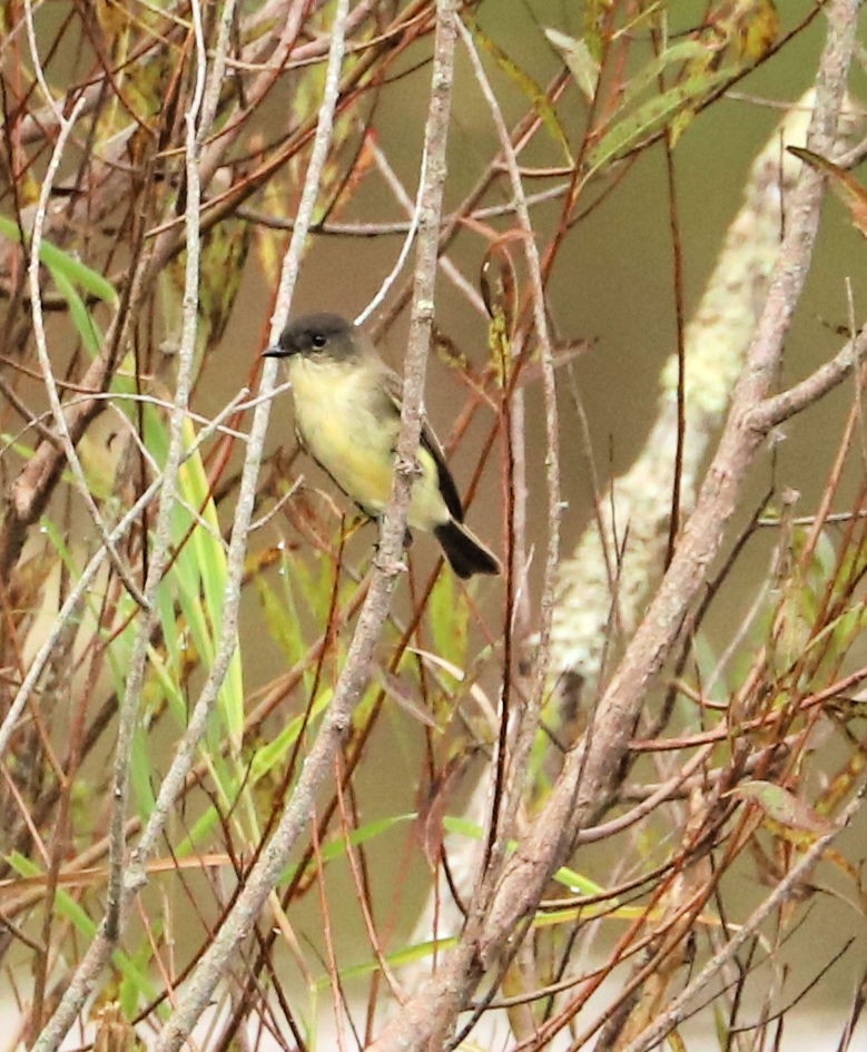 Eastern Phoebe - ML642670990