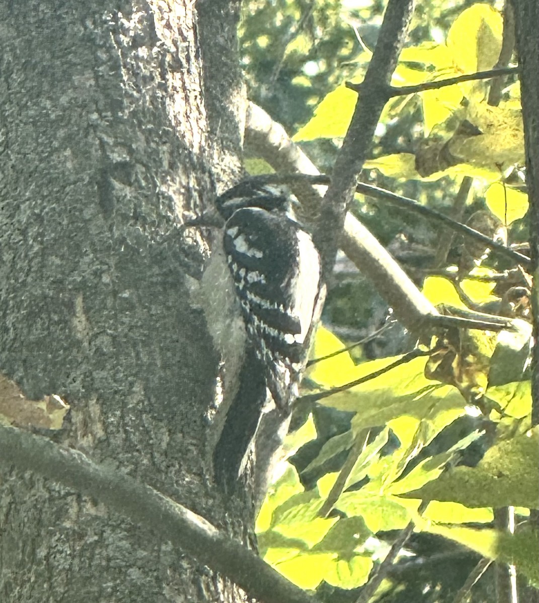 Downy Woodpecker - ML642671001