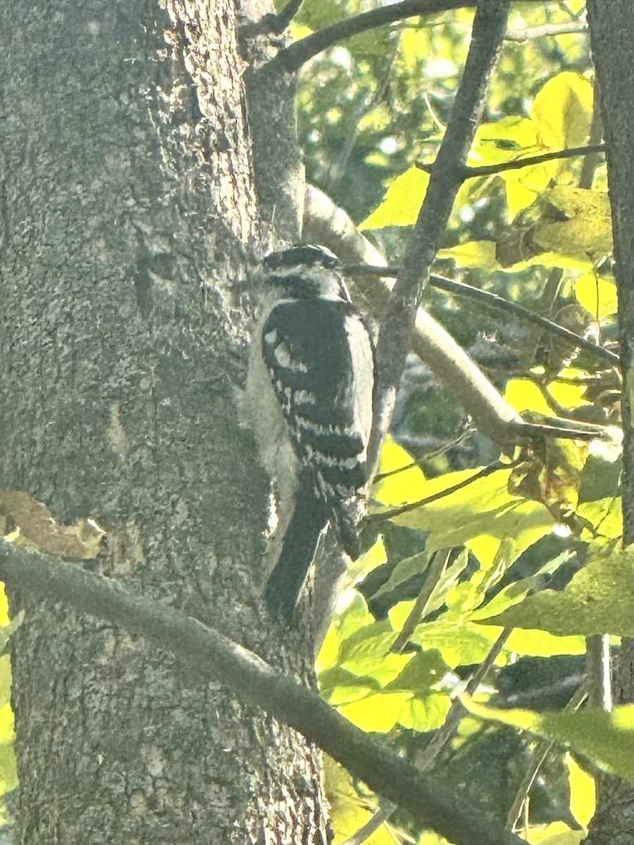Downy Woodpecker - ML642671002