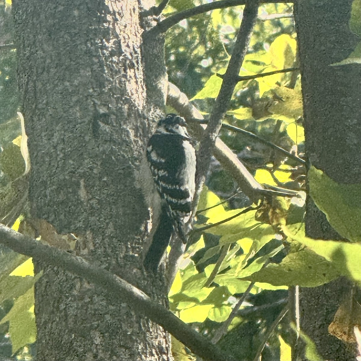 Downy Woodpecker - ML642671010
