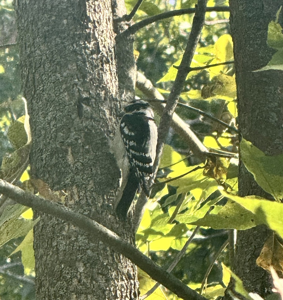 Downy Woodpecker - ML642671011