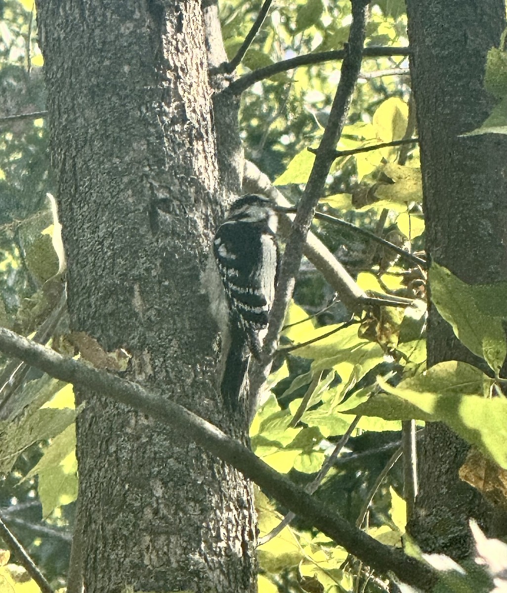 Downy Woodpecker - ML642671012