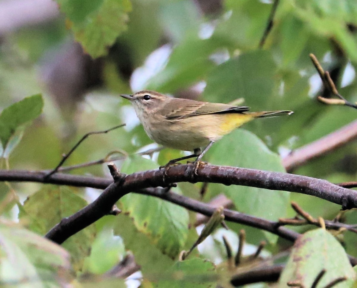 Palm Warbler - ML642671017