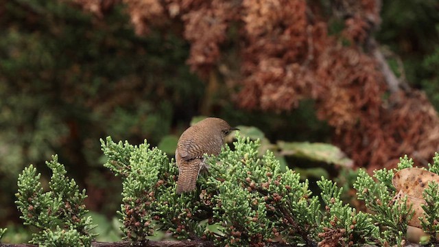 Northern House Wren (Northern) - ML642671059