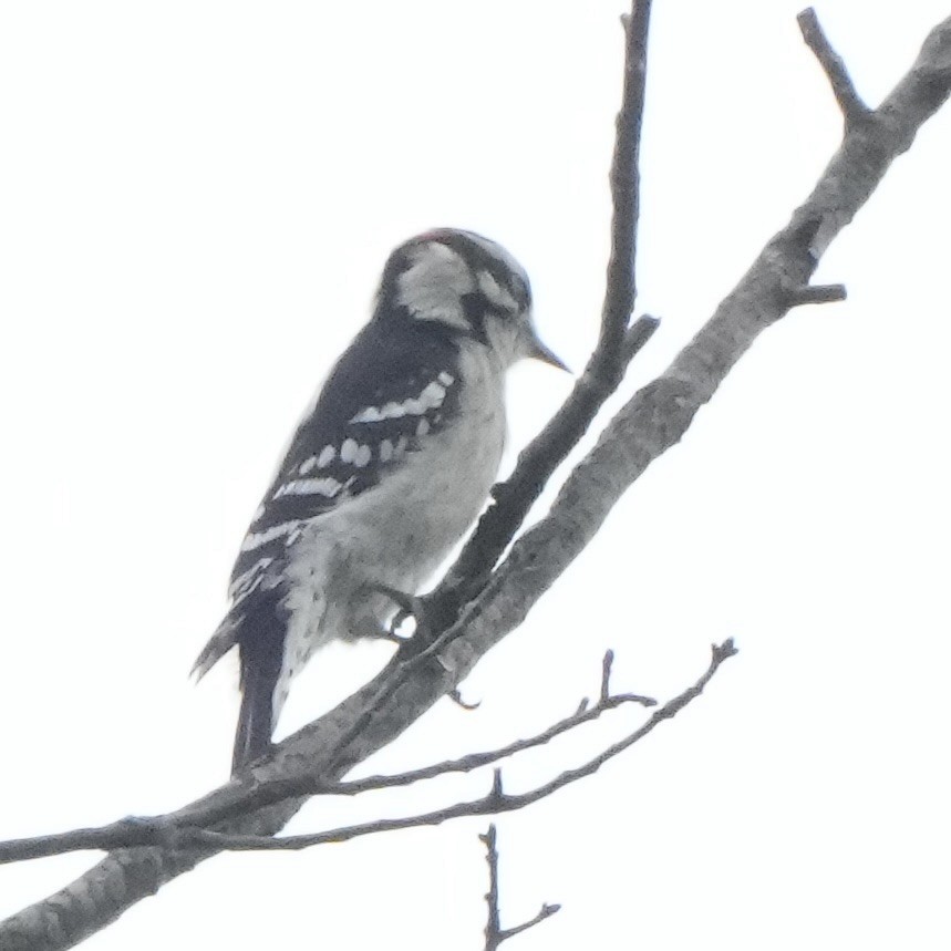 Downy Woodpecker - ML642671075